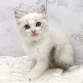 ラグドール【愛知県・女の子・2025年1月16日・ブルーポイントバイカラー】の写真11