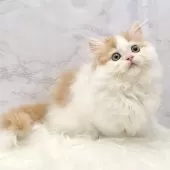 ミヌエット(短足)【愛知県・女の子・2025年8月11日・レッドタビー&ホワイト】の写真11