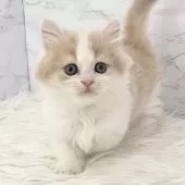 ミヌエット(短足)【愛知県・女の子・2025年1月7日・クリームタビー&ホワイト】の写真11