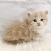 ミヌエット(短足)【愛知県・男の子・2025年11月8日・クリームタビー&ホワイト】の写真11