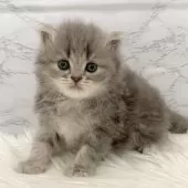 ミヌエット(長足)【愛知県・女の子・2025年11月7日・ブルーパッチドタビー】の写真11