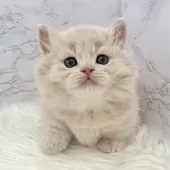 ミヌエット(短足)【愛知県・男の子・2025年10月13日・クリームタビー】の写真11