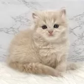 ミヌエット(長足)【愛知県・女の子・2025年5月18日・クリームタビー】の写真11