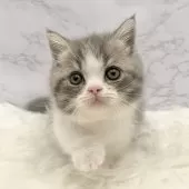 マンチカン(短足)【愛知県・女の子・2025年9月24日・ブルータビー&ホワイト】の写真12