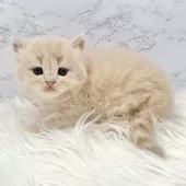 ミヌエット(長足)【愛知県・男の子・2025年10月13日・クリームタビー】の写真12