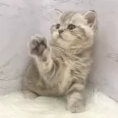 マンチカン(長足)【愛知県・女の子・2025年9月24日・ブルーパッチドタビー】の写真12