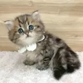 ミヌエット(長足)【愛知県・男の子・2025年5月14日・ブラウンタビー】の写真12