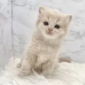 ミヌエット(長足)【愛知県・女の子・2025年5月18日・クリームタビー】の写真12