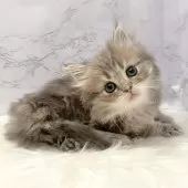 ミヌエット(長足)【愛知県・女の子・2025年9月18日・ブルータビー】の写真12