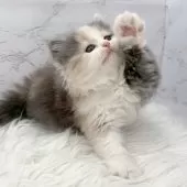 ミヌエット(長足)【愛知県・女の子・2025年11月9日・ダイリュートキャリコ】の写真12