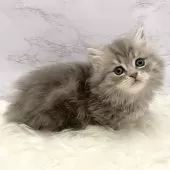 ミヌエット(短足)【愛知県・女の子・2025年10月26日・ブルータビー】の写真13