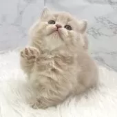 ミヌエット(短足)【愛知県・女の子・2025年10月13日・クリームタビー】の写真13