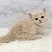 ミヌエット(短足)【愛知県・男の子・2025年10月13日・クリームタビー】の写真13