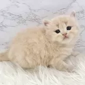 ミヌエット(長足)【愛知県・男の子・2025年10月13日・クリームタビー】の写真13