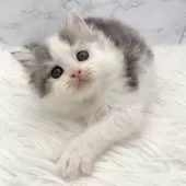 ミヌエット(長足)【愛知県・男の子・2025年11月1日・ブルータビー&ホワイト】の写真13