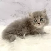 ミヌエット(短足)【愛知県・男の子・2025年10月3日・ブルータビー】の写真13