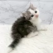 ミヌエット(長足)【愛知県・男の子・2025年11月1日・ブルータビー&ホワイト】の写真14