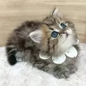 ミヌエット(長足)【愛知県・男の子・2025年5月14日・ブラウンタビー】の写真14