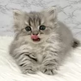 ミヌエット(短足)【愛知県・男の子・2025年9月18日・ブルータビー】の写真14