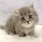 ミヌエット(短足)【愛知県・男の子・2025年10月3日・ブルータビー】の写真14