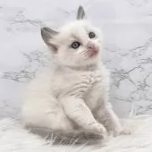 ラグドール【愛知県・女の子・2024年12月16日・ブルーポイントバイカラー】の写真14