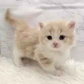 ミヌエット(短足)【愛知県・男の子・2025年11月8日・クリームタビー&ホワイト】の写真14