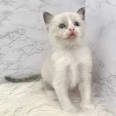 ラグドール【愛知県・男の子・2025年3月19日・ブルーポイントバイカラー】の写真14