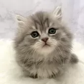 ミヌエット(短足)【愛知県・女の子・2025年10月26日・ブルータビー】の写真14