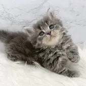 ミヌエット(短足)【愛知県・男の子・2025年11月1日・ブルータビー】の写真14