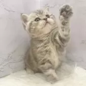 マンチカン(長足)【愛知県・女の子・2025年9月24日・ブルーパッチドタビー】の写真14