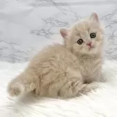 ミヌエット(短足)【愛知県・女の子・2025年10月13日・クリームタビー】の写真14