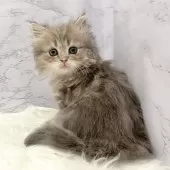 ミヌエット(長足)【愛知県・女の子・2025年9月18日・ブルータビー】の写真14