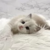 ラグドール【愛知県・女の子・2025年11月10日・ブルーポイントバイカラー】の写真14