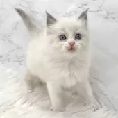 ラグドール【愛知県・女の子・2025年8月6日・ブルーポイントバイカラー】の写真14