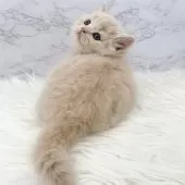 ミヌエット(短足)【愛知県・男の子・2025年10月13日・クリームタビー】の写真14