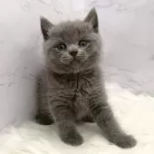 ブリティッシュショートヘア【愛知県・男の子・2025年11月4日・ブルー】の写真15