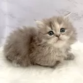 ミヌエット(短足)【愛知県・女の子・2025年10月3日・ブルーパッチドタビー】の写真15