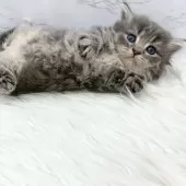 ミヌエット(短足)【愛知県・男の子・2025年11月1日・ブルータビー】の写真15