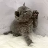 ブリティッシュショートヘア【愛知県・男の子・2025年11月4日・ブルー】の写真15