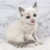 ラグドール【愛知県・女の子・2024年12月16日・ブルーポイントバイカラー】の写真15