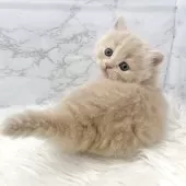 ミヌエット(短足)【愛知県・女の子・2025年10月13日・クリームタビー】の写真15