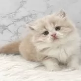 ミヌエット(長足)【愛知県・男の子・2025年6月29日・クリームタビー&ホワイト】の写真15