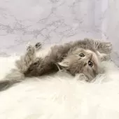 ミヌエット(長足)【愛知県・女の子・2025年9月18日・ブルータビー】の写真15