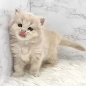 ミヌエット(長足)【愛知県・女の子・2025年5月18日・クリームタビー】の写真15