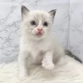 ラグドール【愛知県・男の子・2025年3月19日・ブルーポイントバイカラー】の写真15