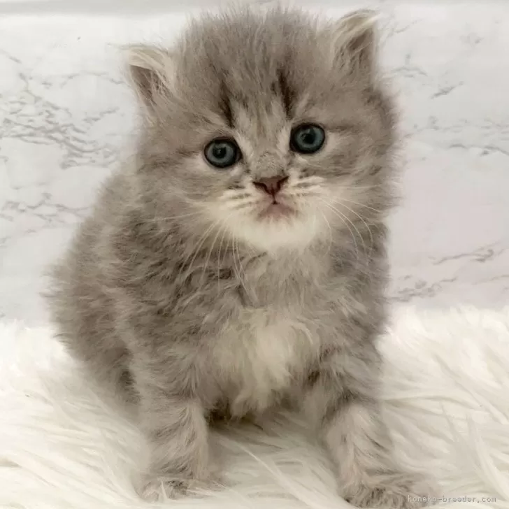 ミヌエット(長足)【愛知県・女の子・2025年11月7日・ブルーパッチドタビー】の写真1