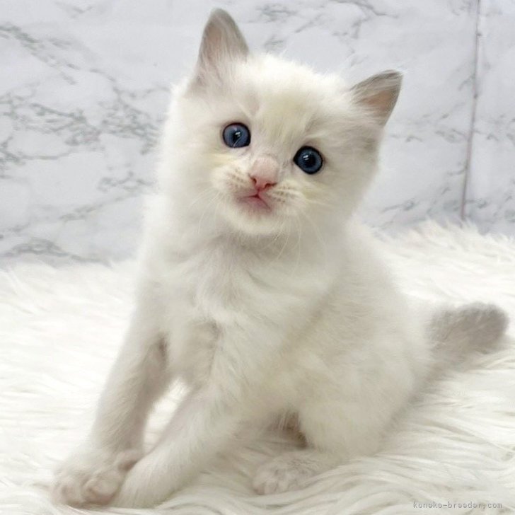 ブリーダー画像