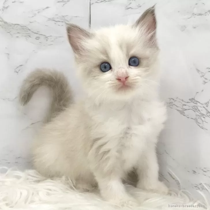 ID：2503-01361の子猫