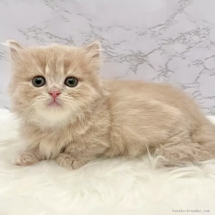 ミヌエット(短足)【愛知県・男の子・2025年9月17日・クリームタビー】の写真1