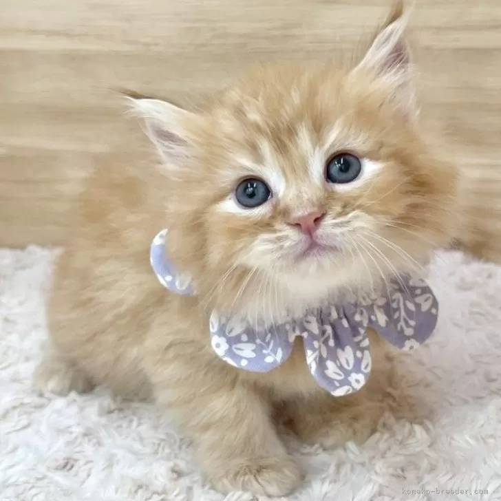 ID：2506-01159の子猫